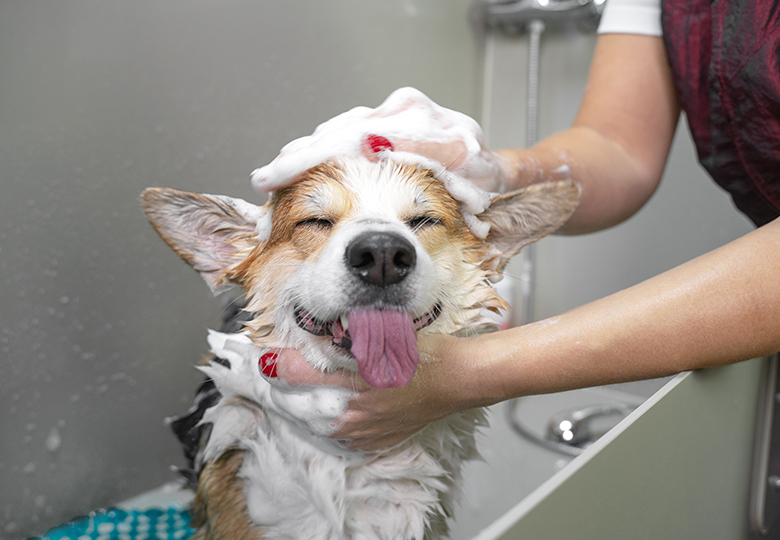 Baths and Nail Trims